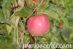 Koylulerimizden-Gelen-Resimler-298